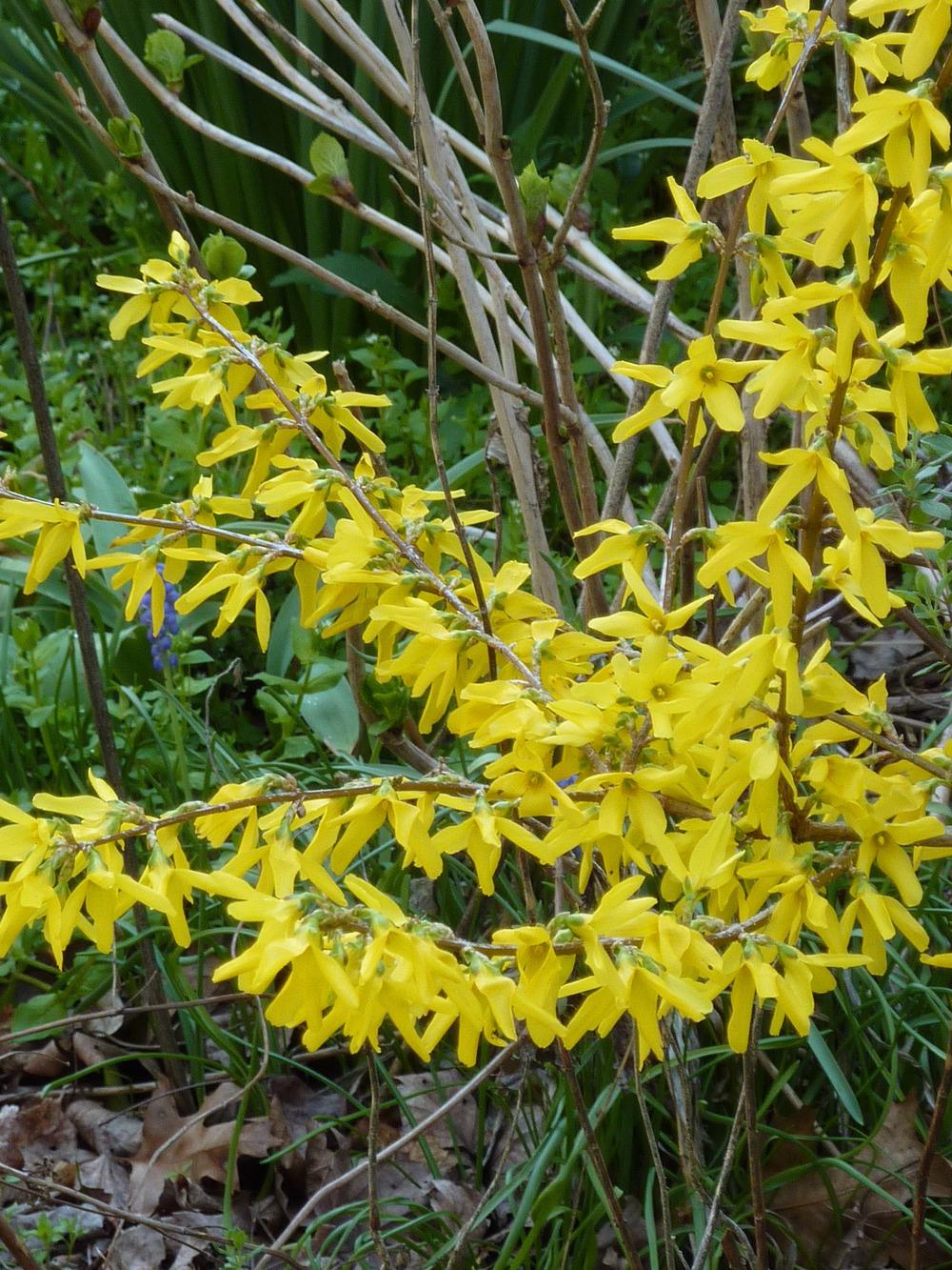 Photo of Forsythia uploaded by sandnsea2