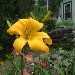 
Date: 2009-07-31
Photo Courtesy of Nova Scotia Daylilies Used with Permission