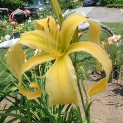 
Date: 2005-08-01
Photo Courtesy of Nova Scotia Daylilies Used with Permission