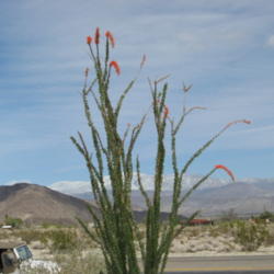 Location: Anza Borrego Desert, California
Date: 2012-03-18