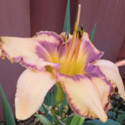 Location: Ditchlily's Garden
Date: 2012-02-26
Side view of same flower