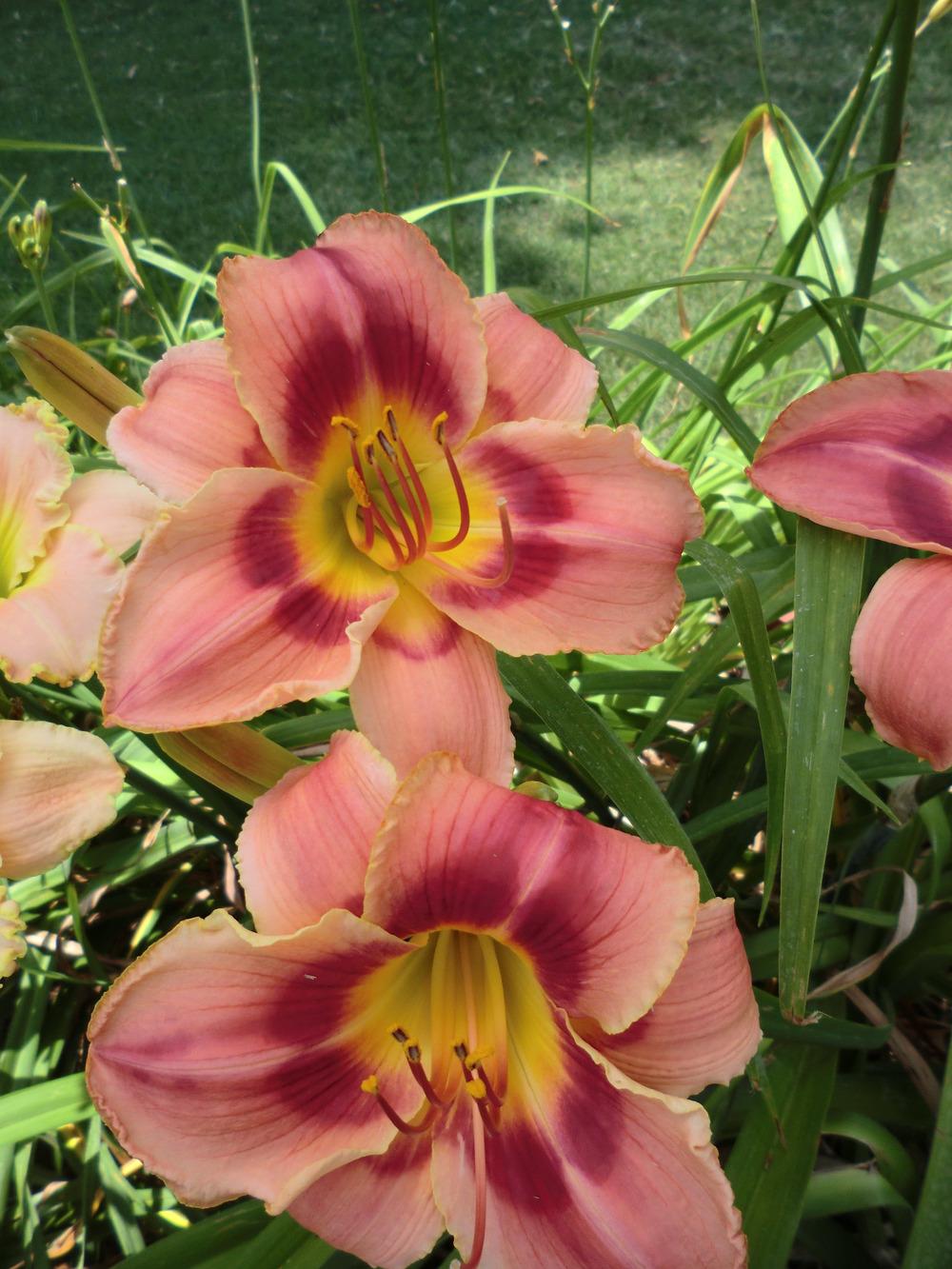 Photo of Daylily (Hemerocallis 'Altered State') uploaded by Ditchlily