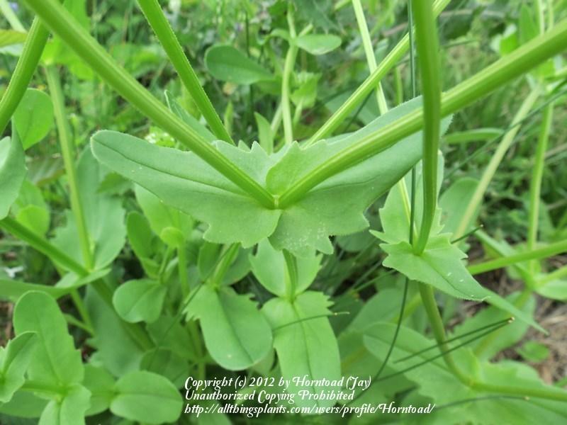 Photo of Beaked Corn Salad (Valerianella radiata) uploaded by Horntoad
