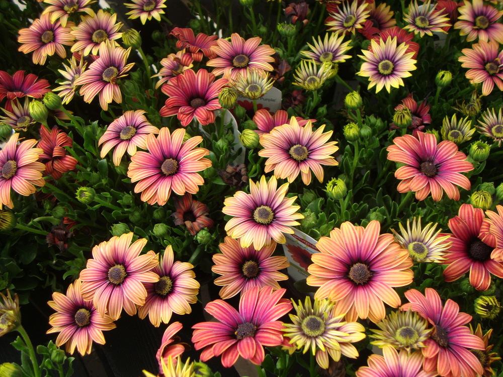 Photo of Osteospermum 'Astra Outback Purple' uploaded by Paul2032
