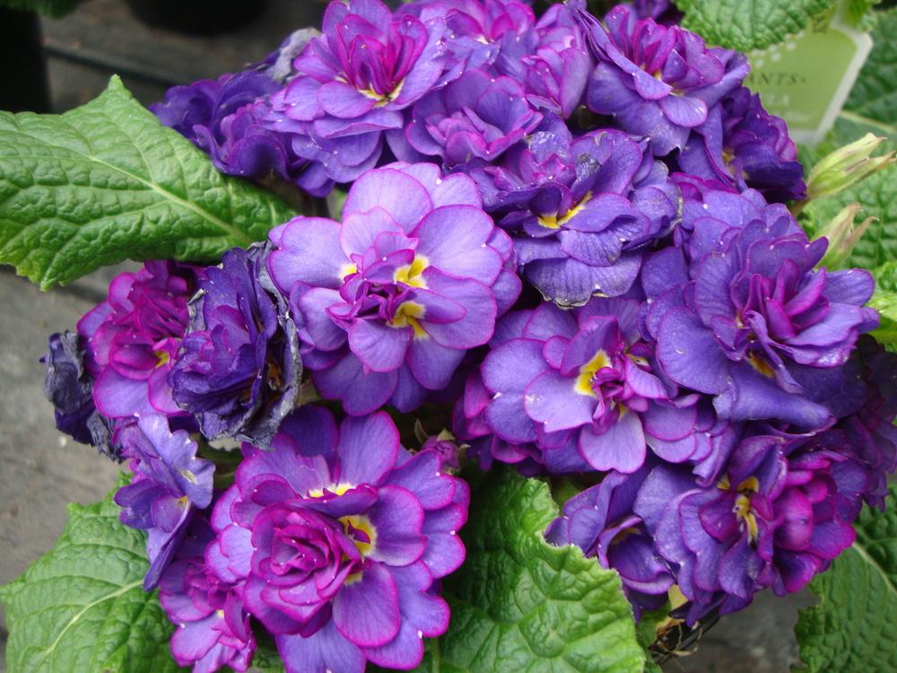 Photo of Primrose (Primula vulgaris Belarina® Cobalt Blue) uploaded by Paul2032