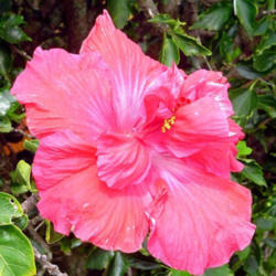 Location: Hawaii
H. rosa-sinensis