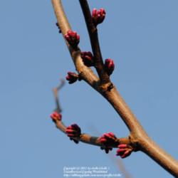 Location: My Northeastern Indiana Gardens - Zone 5b
Date: 2012-03-19
Branch section in bud