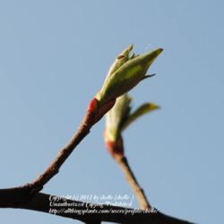 Location: My Northeastern Indiana Gardens - Zone 5b
Date: 2012-03-19
Emergent leaf