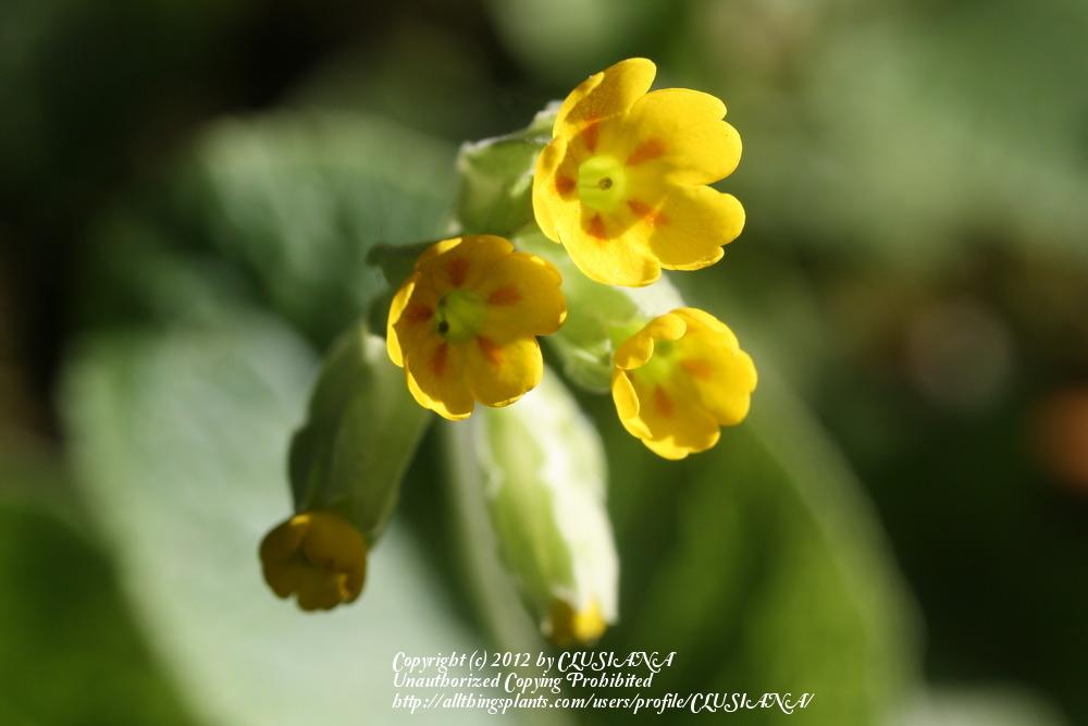 Photo of Cowslip (Primula veris) uploaded by CLUSIANA