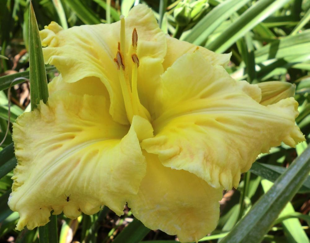 Photo of Daylily (Hemerocallis 'Beyond Riches') uploaded by Ditchlily