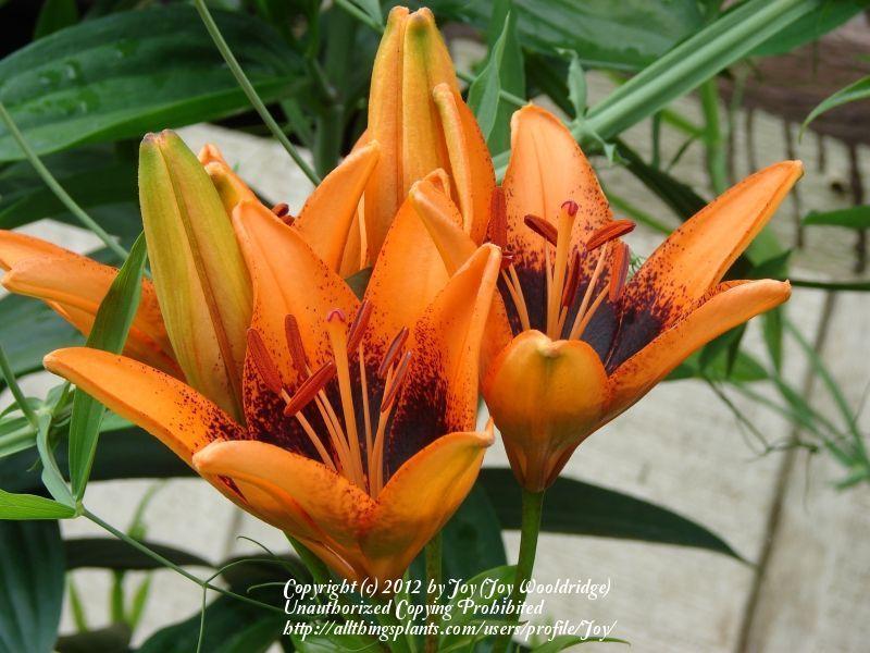 Photo of Lily (Lilium 'Orange Art') uploaded by Joy