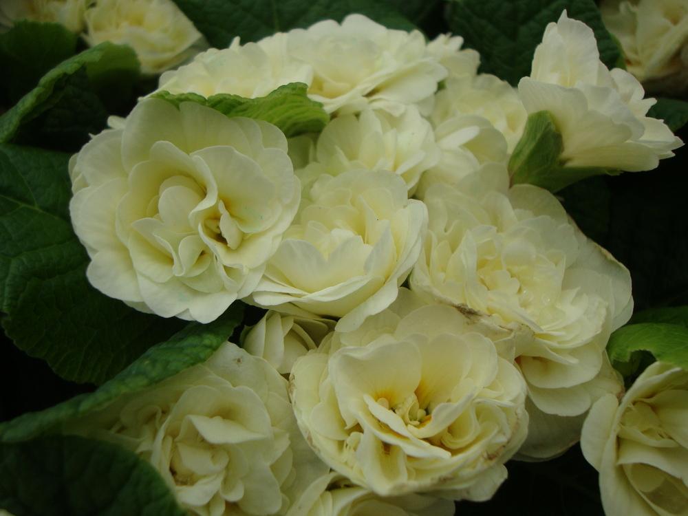 Photo of English Primrose (Primula vulgaris Belarina® Cream) uploaded by Paul2032