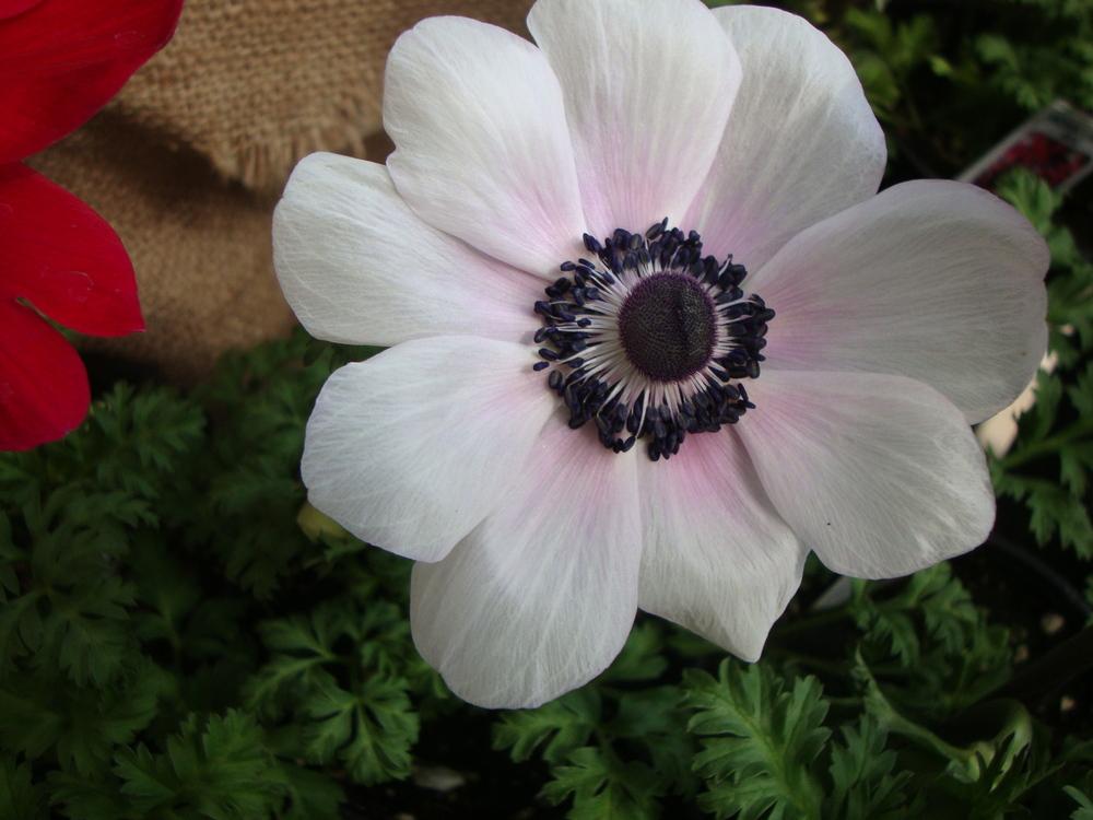 Photo of Windflower (Anemone coronaria Mona Lisa® Mixture) uploaded by Paul2032