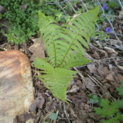 Location: Middle Tennessee
Date: 2012-03-19
New fronds emerging after winter