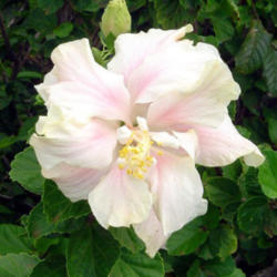 Location: Hawaii
Tropical Hibiscus (H. rosa-sinensis)