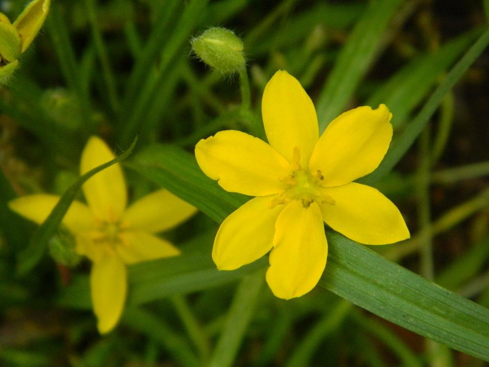 Photo of Eastern Yellow Star Grass (Hypoxis hirsuta) uploaded by wildflowers