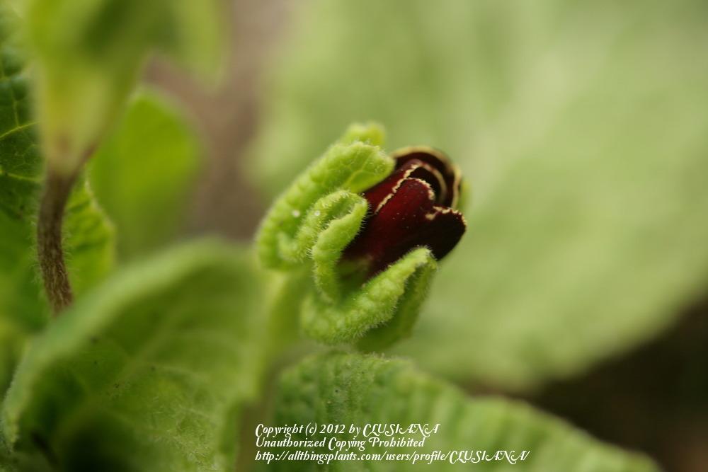 Photo of Primrose (Primula 'Gold Laced Jack-in-the-Green') uploaded by CLUSIANA