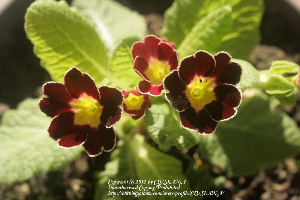 Photo of Primrose (Primula 'Gold Laced Jack-in-the-Green') uploaded by CLUSIANA
