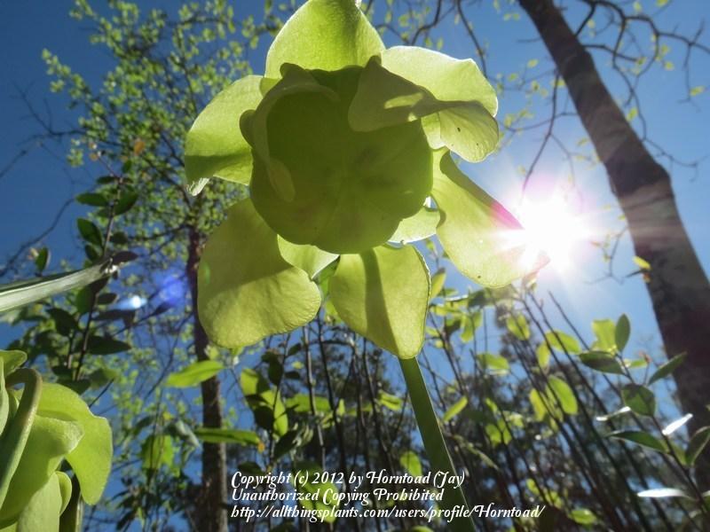 Photo of Pale Pitcher Plant (Sarracenia alata) uploaded by Horntoad