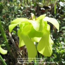 Location: Pitcher Plant Trail, Big Thicket National Park
Date: March 22, 2012