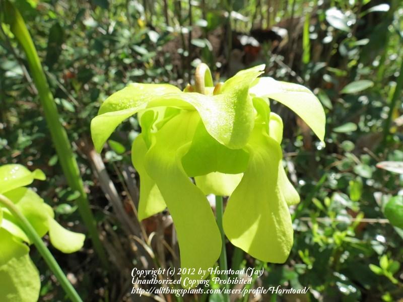 Photo of Pale Pitcher Plant (Sarracenia alata) uploaded by Horntoad