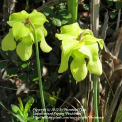 Location: Pitcher Plant Trail, Big Thicket National Park
Date: March 22, 2012