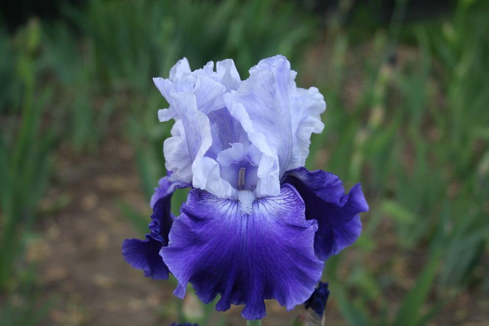 Photo of Tall Bearded Iris (Iris 'Cross Current') uploaded by KentPfeiffer