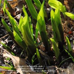 Location: My Northeastern Indiana Gardens - Zone 5b
Date: 2012-03-20
Emergent leaves