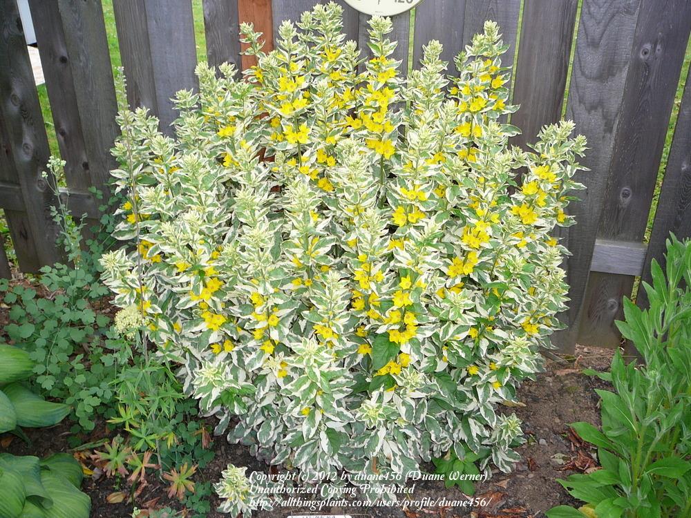 Photo of Variegated Yellow Loosestrife (Lysimachia punctata 'Alexander') uploaded by duane456