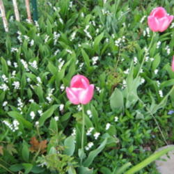 Location: Indiana  Zone 5
Date: 2010-04-29
garden setting