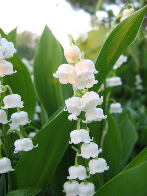Photo of Lilies of the Valley (Convallaria) uploaded by gardengus