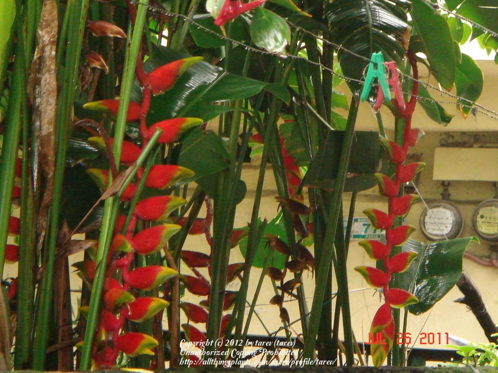 Photo of Hanging Lobster Claw (Heliconia rostrata) uploaded by tarev