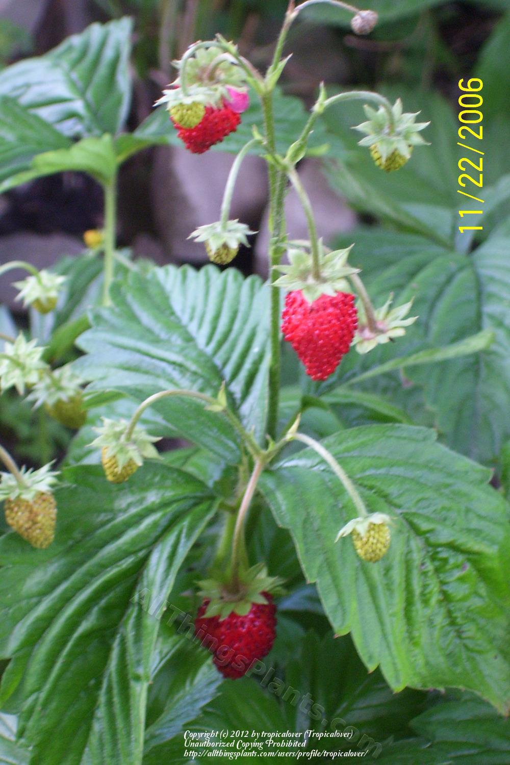 Photo of Alpine Strawberry (Fragaria vesca 'Mignonette') uploaded by tropicalover