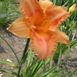 
Date: 2002-07-23
Photo Courtesy of Nova Scotia Daylilies Used with Permission