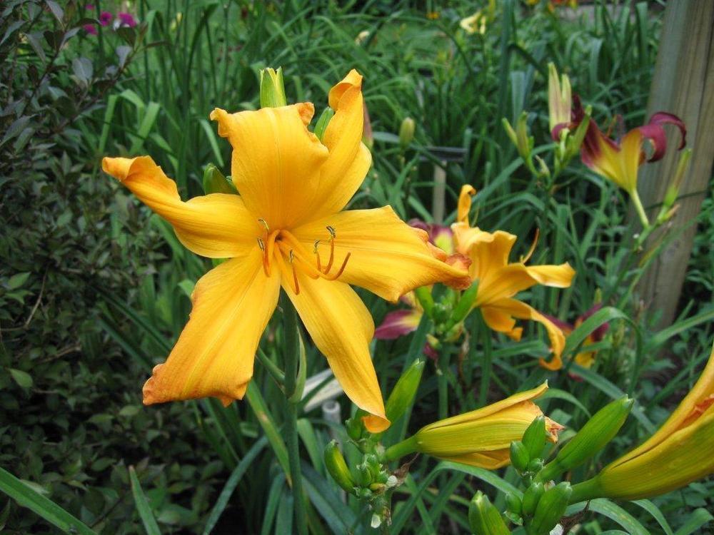 Photo of Daylily (Hemerocallis 'Cap and Bells') uploaded by vic