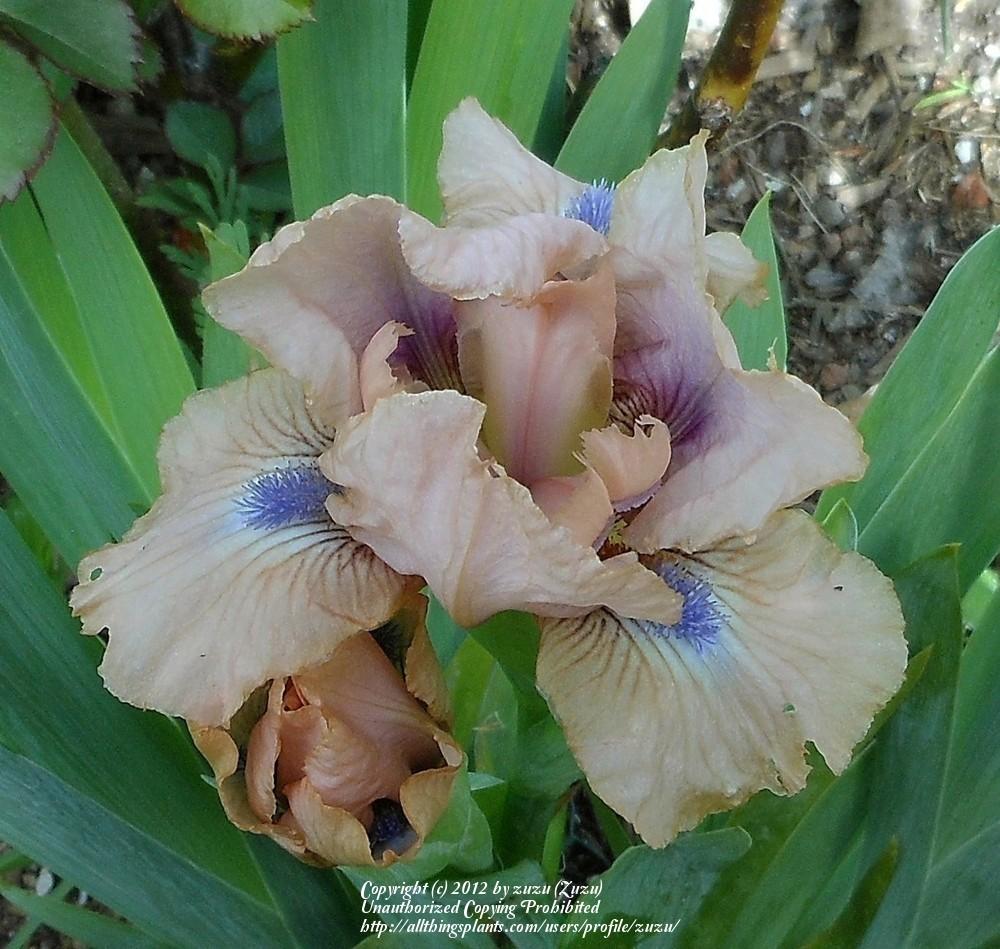 Photo of Standard Dwarf Bearded Iris (Iris 'Chanted') uploaded by zuzu