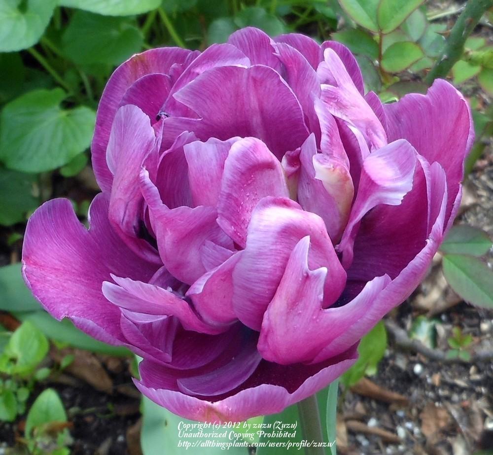 Photo of Double Late Tulip (Tulipa 'Lilac Perfection') uploaded by zuzu