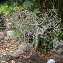 Location: My garden in Bakersfield, CA
Date: March 22, 2012
Harry Lauder's Walking Stick