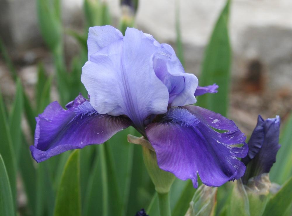 Photo of Intermediate Bearded Iris (Iris 'Hellcat') uploaded by KentPfeiffer