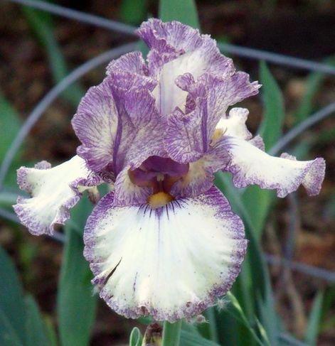 Photo of Tall Bearded Iris (Iris 'Progressive Attitude') uploaded by Ladylovingdove