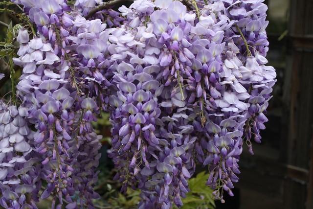 Photo of Chinese Wisteria (Wisteria sinensis) uploaded by gingin