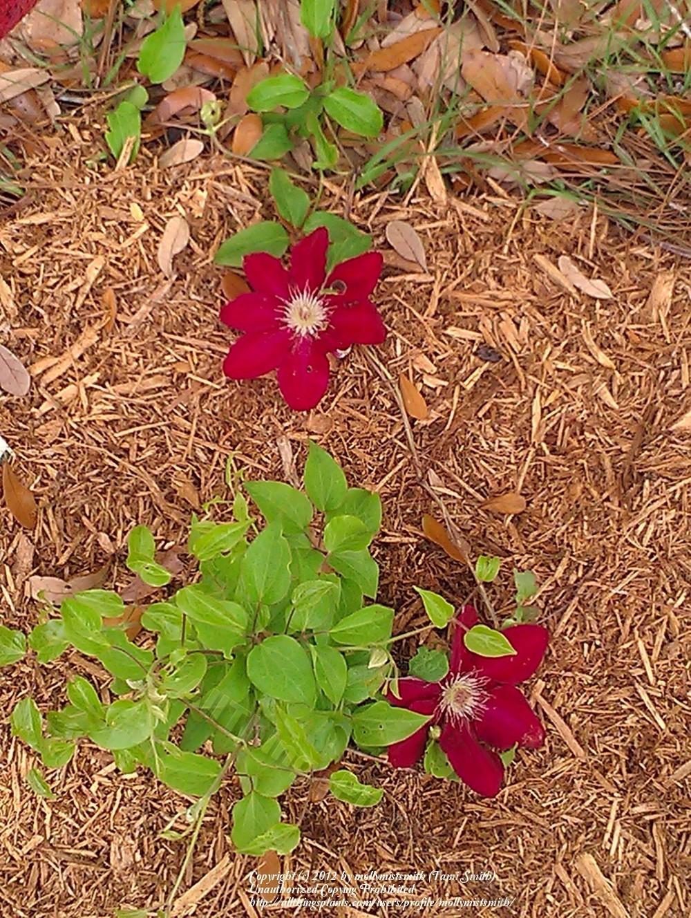 Photo of Clematis 'Rouge Cardinal' uploaded by mollymistsmith