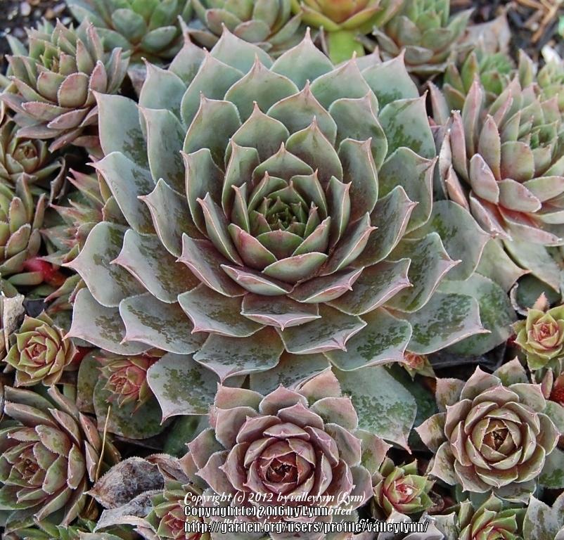 Photo of Hen and Chicks (Sempervivum 'Lady Kelly') uploaded by valleylynn