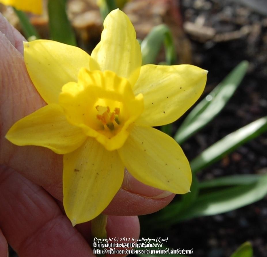 Photo of Daffodil (Narcissus 'Tete-a-Tete') uploaded by valleylynn