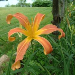 
Date: 2007-08-08
Photo Courtesy of Nova Scotia Daylilies Used with Permission