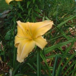 
Date: 2006-08-20
Photo Courtesy of Nova Scotia Daylilies Used with Permission