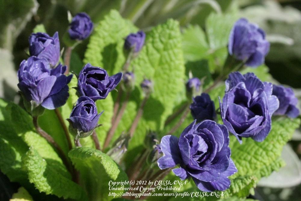 Photo of English Primrose (Primula vulgaris 'Blue Sapphire') uploaded by CLUSIANA