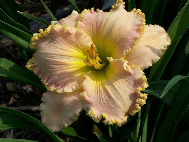 Photo of Daylily (Hemerocallis 'Belle Cook') uploaded by Calif_Sue