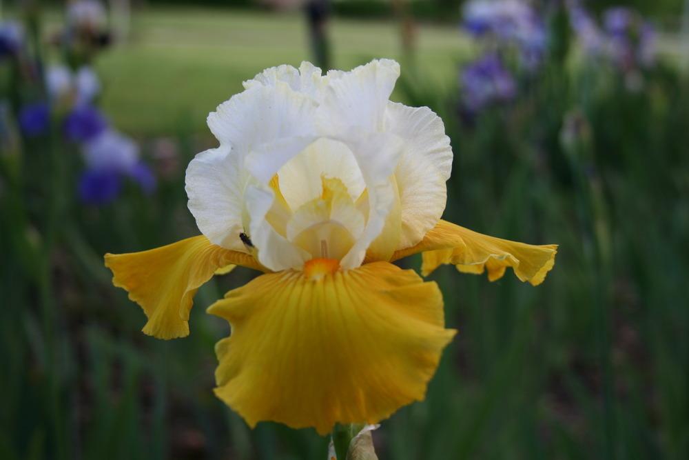 Photo of Tall Bearded Iris (Iris 'Neutron Dance') uploaded by KentPfeiffer