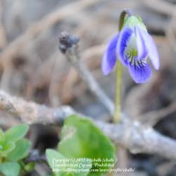 Location: Natural Area in Northeastern Indiana
Date: 2012-03-22
Just beginning to open